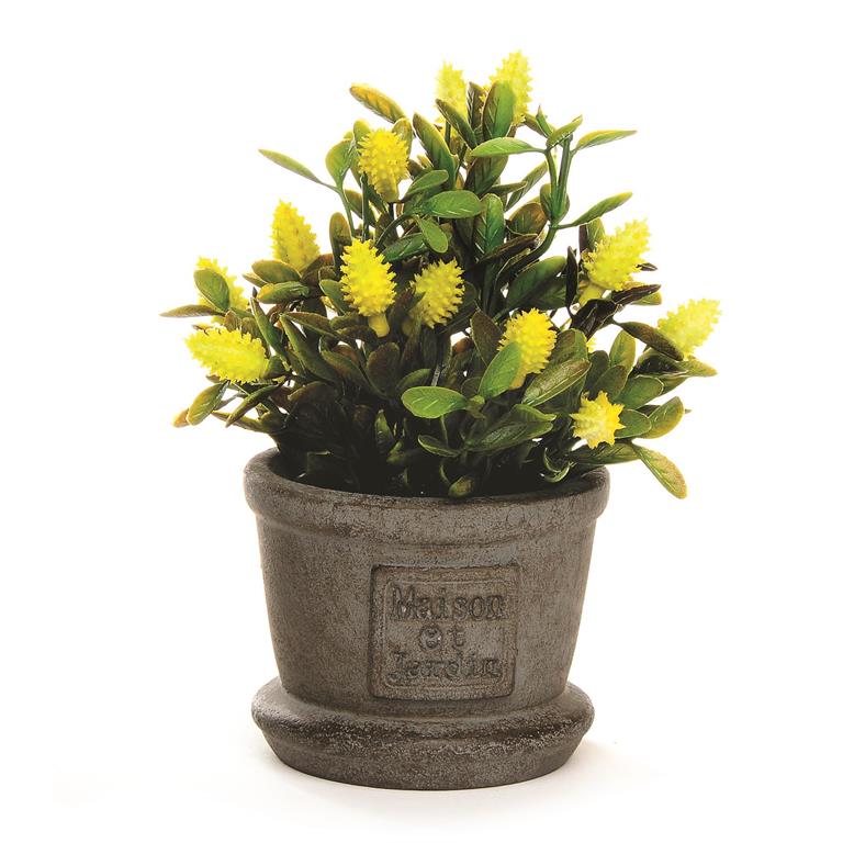 Small Yellow Spikey Flower Pot