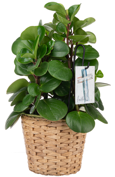 Life's Notes Message Plant Tags w/Hook