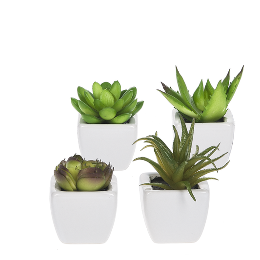 Succulents in Pot